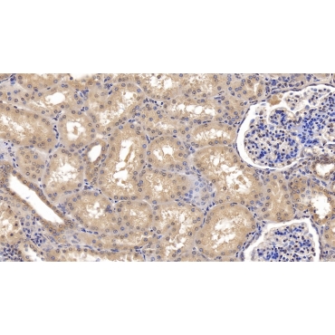 Ubiquitin (Ub) Human, Rat Monoclonal Antibody