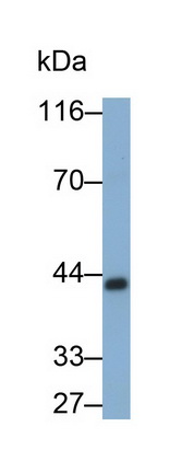 Pepsinogen C (PGC) Rat Monoclonal Antibody