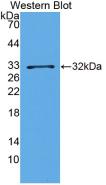 Matrix Metalloproteinase 23A (MMP23A) Pig Monoclonal Antibody