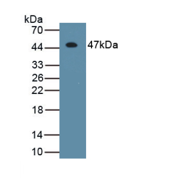 Interferon Beta (IFNb) Canis familiaris; Canine (Dog) Monoclonal Antibody