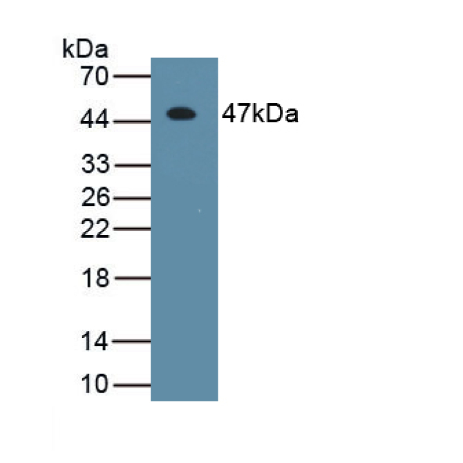 Interferon Beta (IFNb) Canis familiaris; Canine (Dog) Monoclonal Antibody