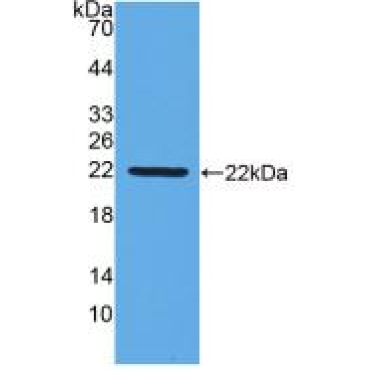 Interferon Beta (IFNb) Chicken (Gallus) Monoclonal Antibody