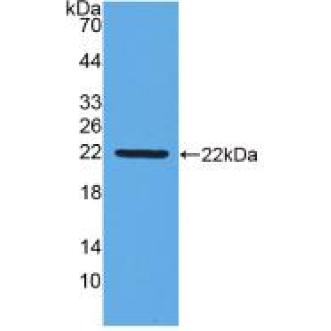 Interferon Beta (IFNb) Chicken (Gallus) Monoclonal Antibody
