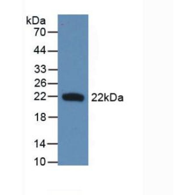 Interferon Beta (IFNb) Chicken (Gallus) Monoclonal Antibody