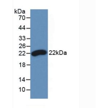 Interferon Beta (IFNb) Chicken (Gallus) Monoclonal Antibody