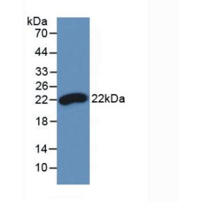 Interferon Beta (IFNb) Chicken (Gallus) Monoclonal Antibody