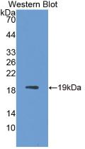 Interleukin 1 Receptor Antagonist (IL1RA) Rhesus monkey (Simian) Monoclonal Antibody