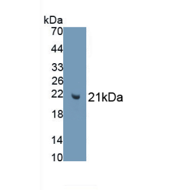 Anti-Mullerian Hormone (AMH) Bovine (Cattle) Monoclonal Antibody