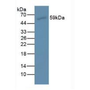 Anti-Mullerian Hormone (AMH) Danio rerio (Zebrafish) Monoclonal Antibody