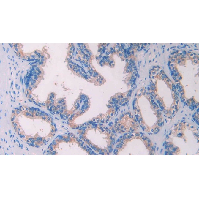 Anti-Mullerian Hormone (AMH) Danio rerio (Zebrafish) Monoclonal Antibody