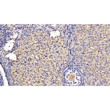 Anti-Mullerian Hormone (AMH) Human Monoclonal Antibody