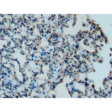 Apolipoprotein C1 (APOC1) Mouse Monoclonal Antibody