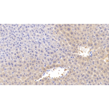 Apolipoprotein C1 (APOC1) Mouse Monoclonal Antibody