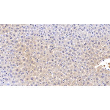 Apolipoprotein C1 (APOC1) Mouse Monoclonal Antibody