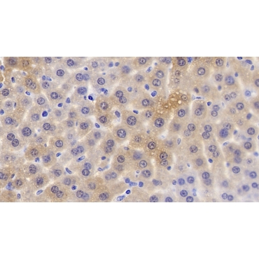 Apolipoprotein C1 (APOC1) Mouse Monoclonal Antibody
