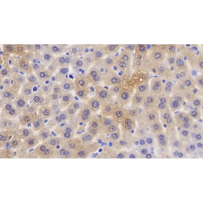 Apolipoprotein C1 (APOC1) Mouse Monoclonal Antibody