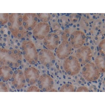 Beta-2-Microglobulin (b2M) Mouse Monoclonal Antibody