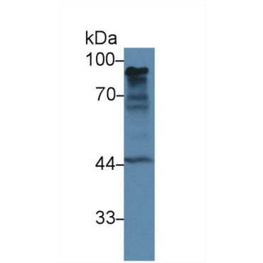 Calnexin (CNX) Human Monoclonal Antibody