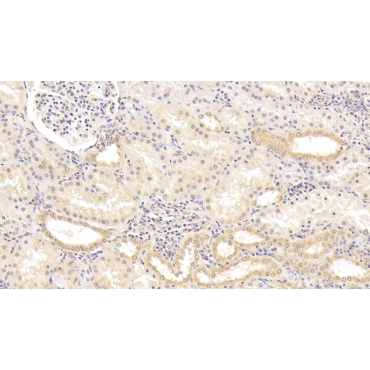 Calnexin (CNX) Human Monoclonal Antibody