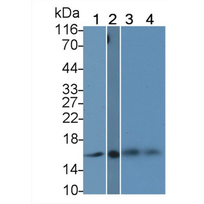 Histone H3 (H3) Human, Mouse, Rat, Canis familiaris; Canine (Dog), Bovine (Cattle) Monoclonal Antibody