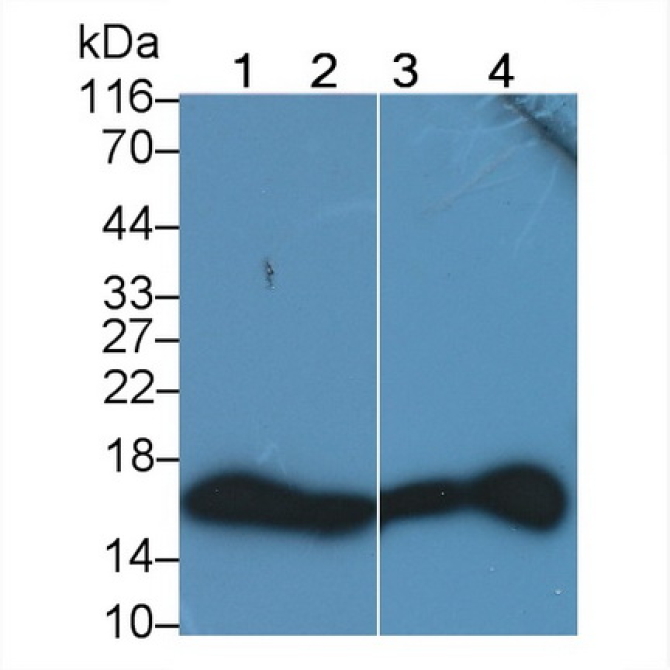 Histone H3 (H3) Human, Mouse, Rat, Canis familiaris; Canine (Dog), Bovine (Cattle) Monoclonal Antibody