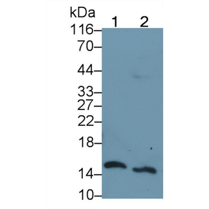 Histone H3 (H3) Human Monoclonal Antibody