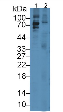 Lactoperoxidase (LPO) Rat Monoclonal Antibody