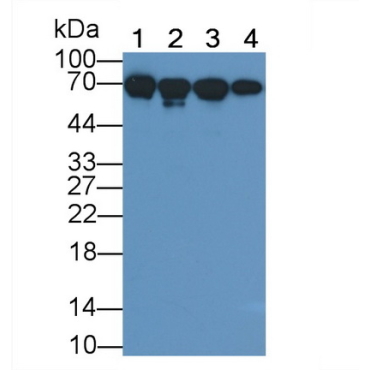 Heat Shock 70kDa Protein 1B (HSPA1B) Bovine (Cattle) Monoclonal Antibody