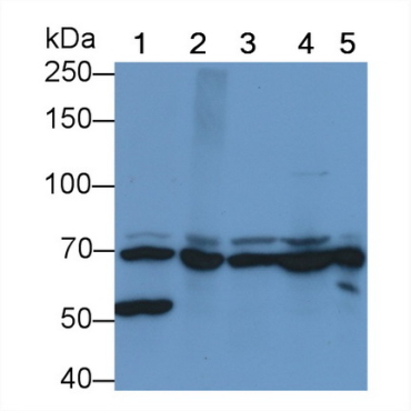 Heat Shock 70kDa Protein 1B (HSPA1B) Bovine (Cattle) Monoclonal Antibody