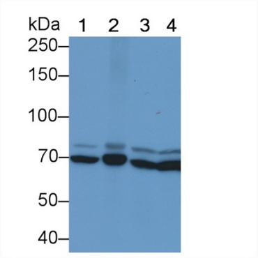Heat Shock 70kDa Protein 1B (HSPA1B) Bovine (Cattle) Monoclonal Antibody