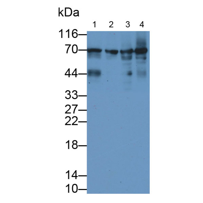 Heat Shock 70kDa Protein 1B (HSPA1B) Bovine (Cattle) Monoclonal Antibody