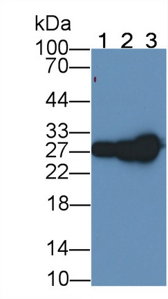 Galectin 3 (GAL3) Rat Monoclonal Antibody