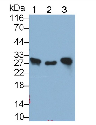 Galectin 3 (GAL3) Rat Monoclonal Antibody