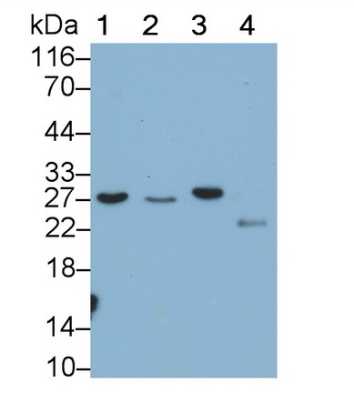 Galectin 3 (GAL3) Rat Monoclonal Antibody