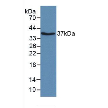Apolipoprotein H (APOH) Bovine (Cattle) Monoclonal Antibody