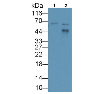 Apolipoprotein H (APOH) Human Monoclonal Antibody