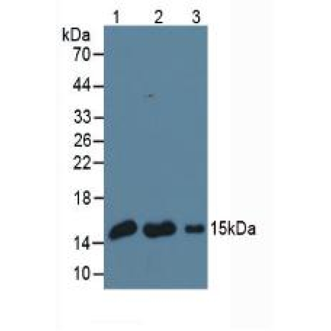 Galectin 1 (GAL1) Bovine (Cattle) Monoclonal Antibody