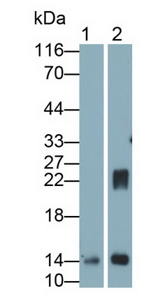 Galectin 1 (GAL1) Rat Monoclonal Antibody