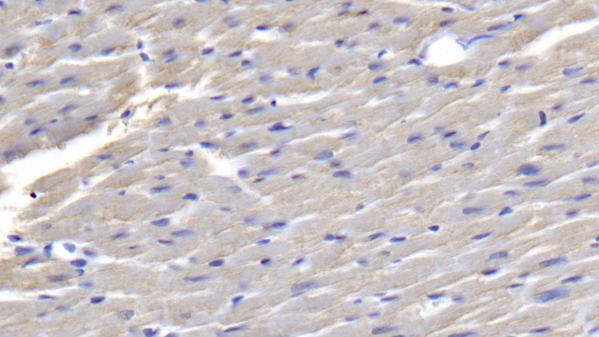 Galectin 1 (GAL1) Rat Monoclonal Antibody