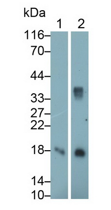 Galectin 1 (GAL1) Rat Monoclonal Antibody
