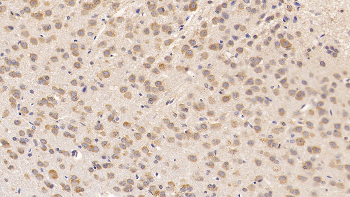Cocaine And Amphetamine Regulated Transcript (CART) Rat Monoclonal Antibody