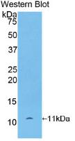 Chemokine (C-X-C motif) ligand 7 ( CXCL7) Rat Monoclonal Antibody