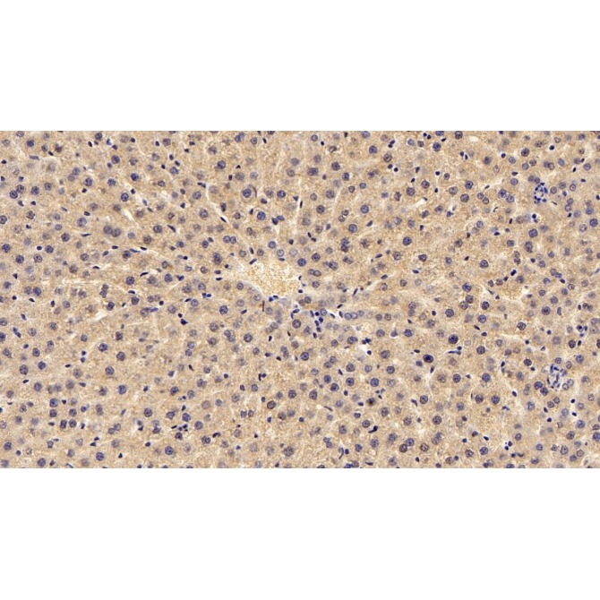 Complement Component 3a (C3a) Human Monoclonal Antibody