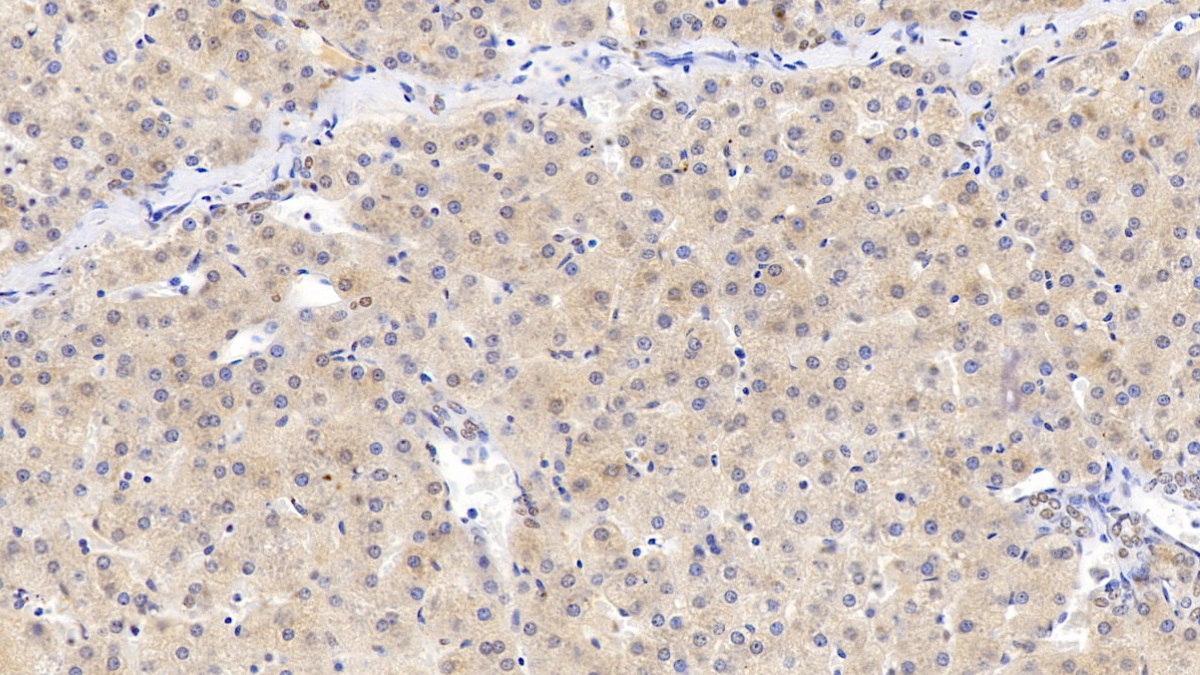 Complement Component 3a (C3a) Pig Monoclonal Antibody