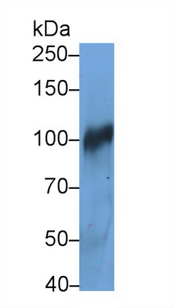 Complement Component 3a (C3a) Pig Monoclonal Antibody