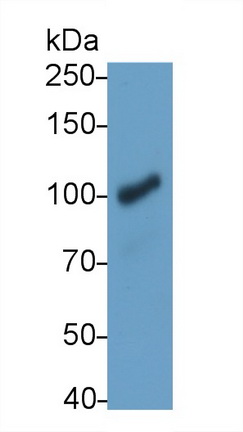 Complement Component 3a (C3a) Pig Monoclonal Antibody
