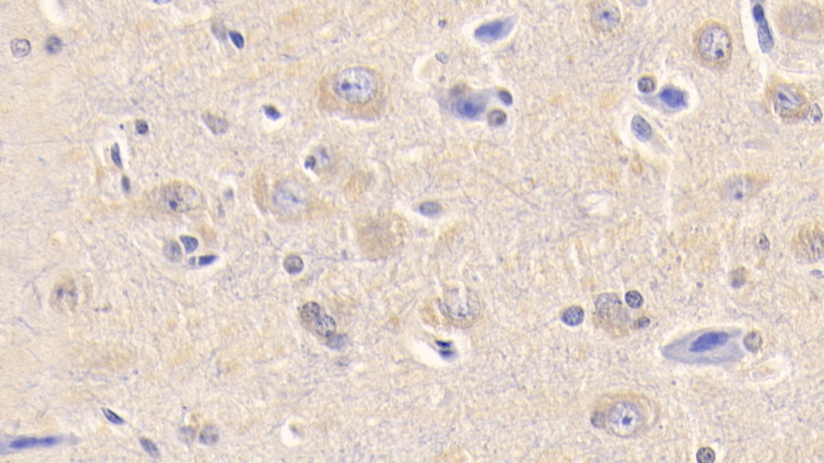 Complement Component 3a (C3a) Pig Monoclonal Antibody