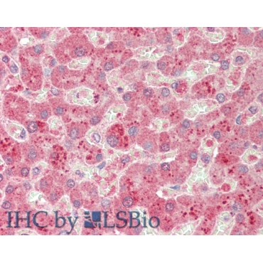 Complement Component 5a (C5a) Mouse Monoclonal Antibody