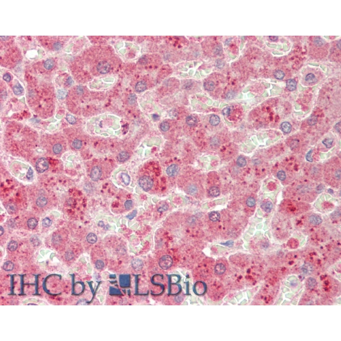 Complement Component 5a (C5a) Mouse Monoclonal Antibody
