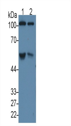 Complement Component 5a (C5a) Rat Monoclonal Antibody